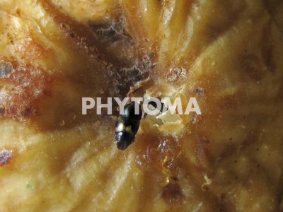 Carpophilus hemipterus